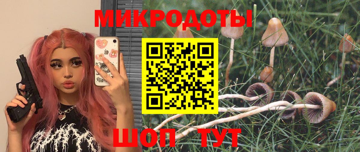 Галлюциногенные грибы Psilocybe Янаул